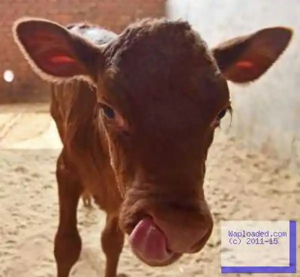 China To Build Massive Cow Cloning Facility